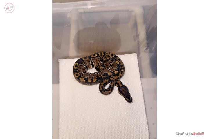 Ballpythons  Puerto Rico