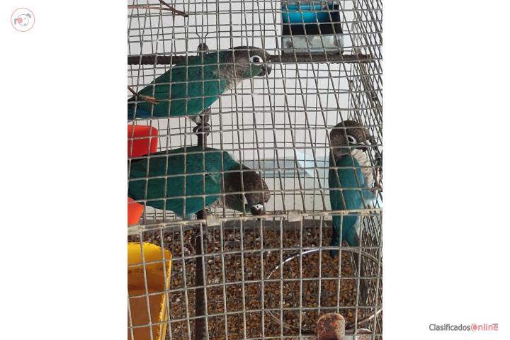 Green Cheek Turquezas 6 meses Puerto Rico