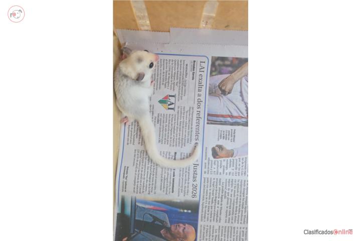Sugar glider bebe macho Puerto Rico