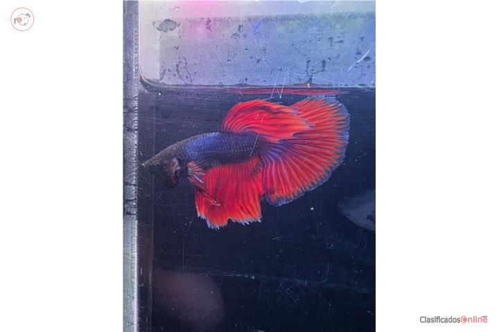 BETTAS macho y hembras Uno $15 & Dos $20 Puerto Rico