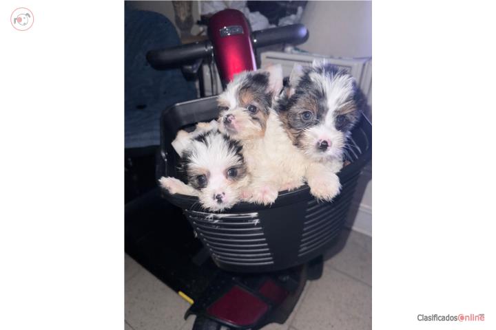 Yorkie Biewer  Puerto Rico