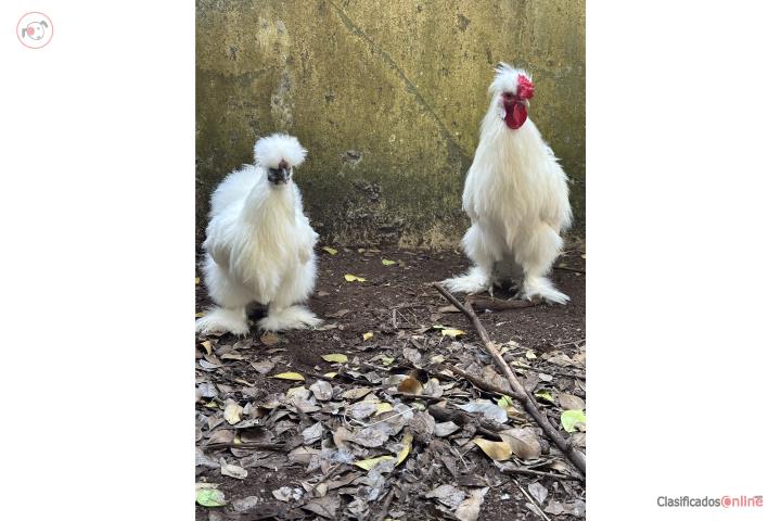 Pareja gallinas Sylkies  Puerto Rico