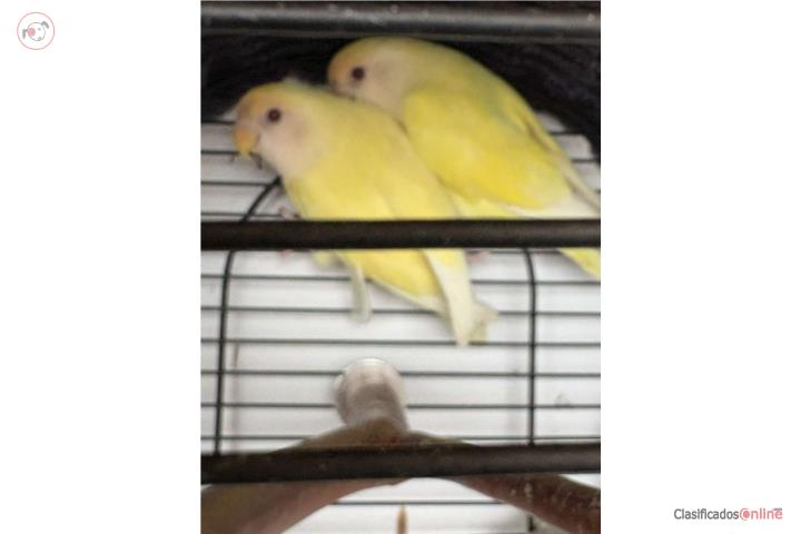 Love bird rosicolis Puerto Rico
