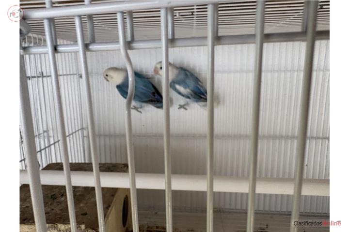 Love bird opalino azul  Puerto Rico