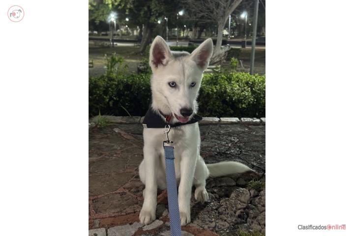 Siberian Husky Puerto Rico