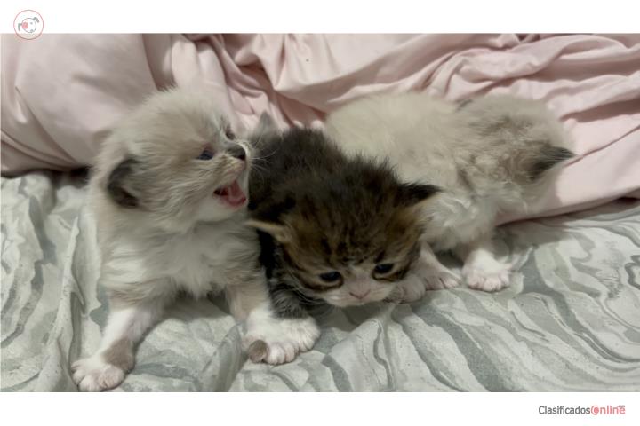Gatitos Persas con Himalaya(no chatos) Puerto Rico