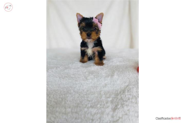 Yorkshire Hembra Toy con Papeles AKC Puerto Rico