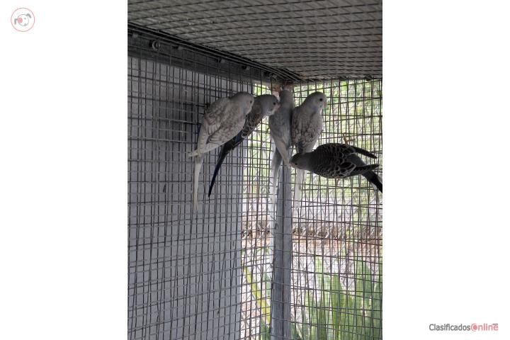 Lote de 6 Periquitos Puerto Rico
