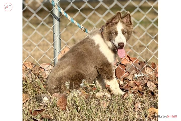 German Shepherd Hembra AKC  Puerto Rico