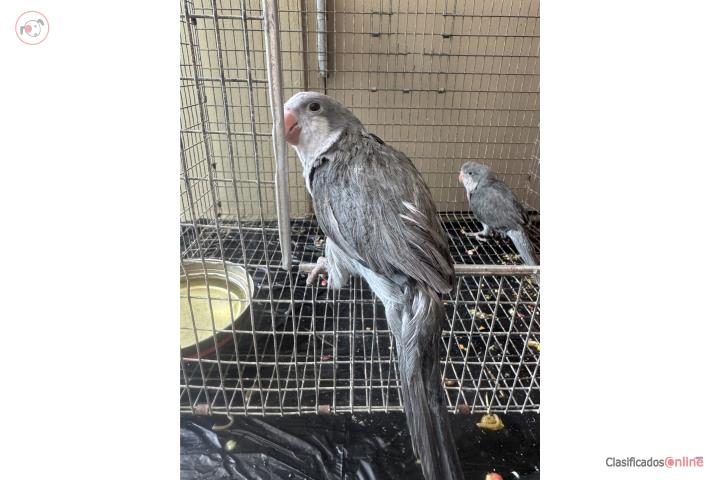 Quaker gris no adn comen solas  Puerto Rico