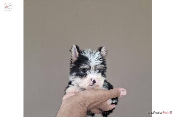 YORKIE TOY MACHO PARTY COLOR  Puerto Rico