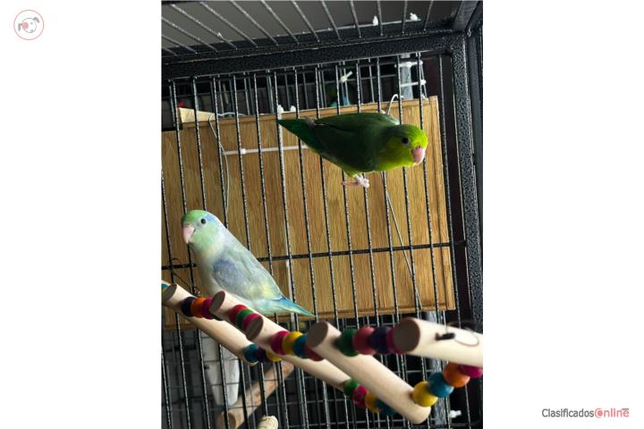 Parrotlets Puerto Rico