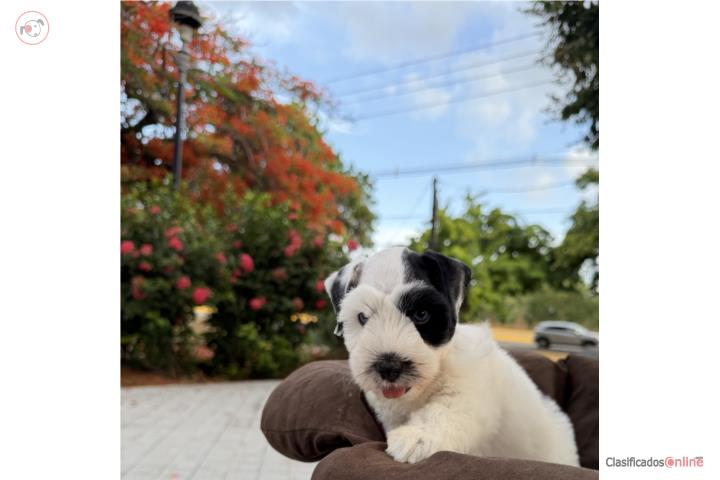 Schnauzer mini varón Puerto Rico