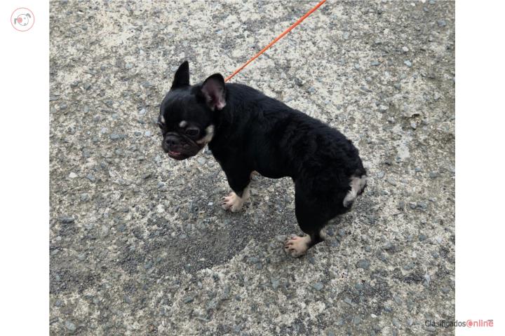 French Bulldog Hembra Carrier Fluffy  Puerto Rico
