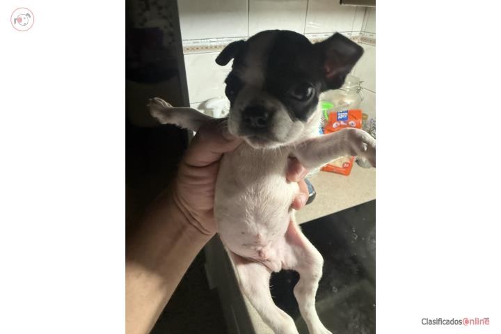 Boston terrier  Puerto Rico