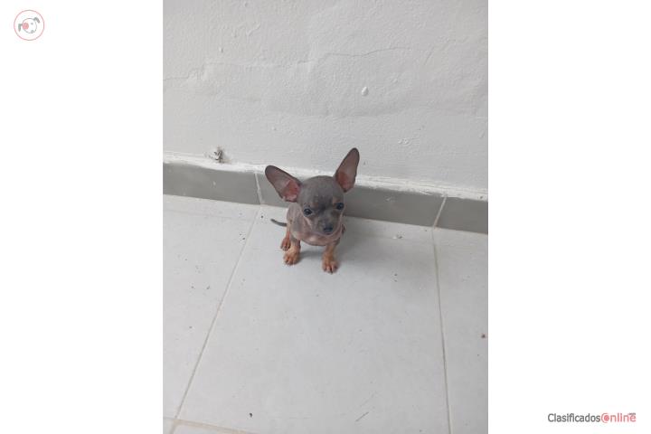 Blue Chihuahua macho Puerto Rico