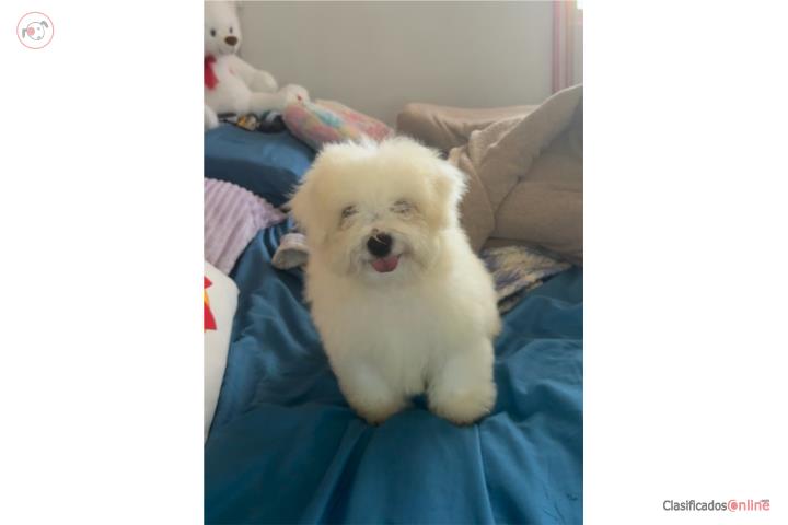 Bichon Frise  Puerto Rico