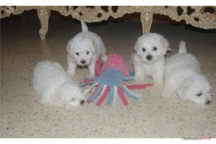 Bichon Frise  Puerto Rico