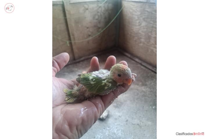 Lovebird para criar a mano opalino en Aguada Puerto Rico