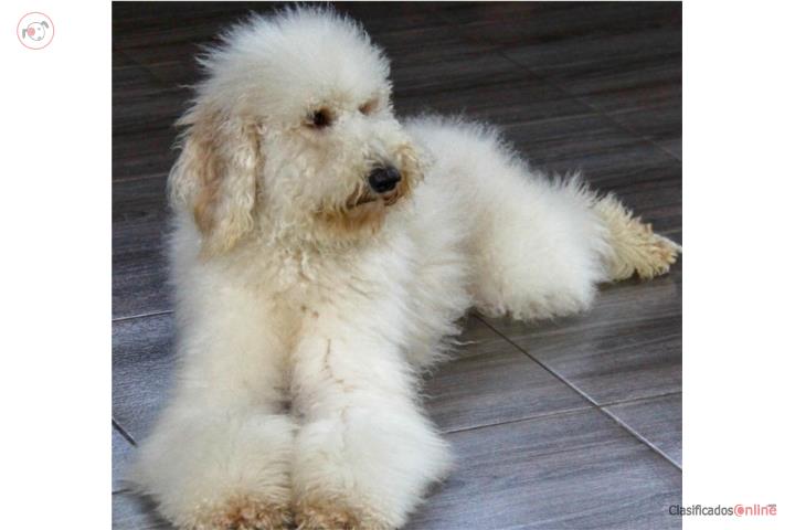 Poodle Puerto Rico