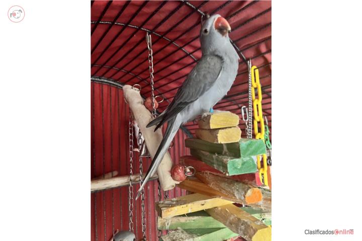 Ringneck Hembra Puerto Rico