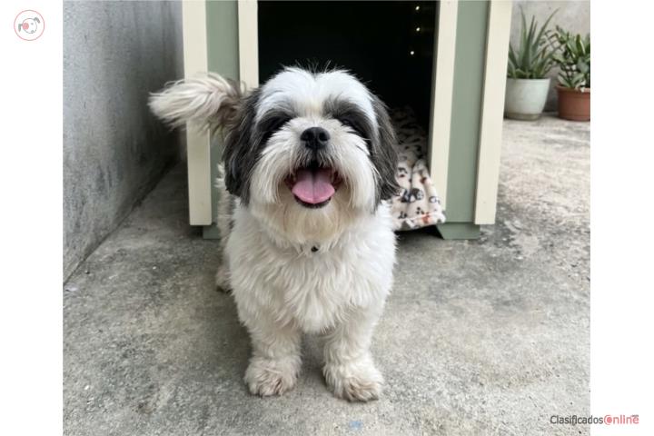 Shitzu hembra Puerto Rico