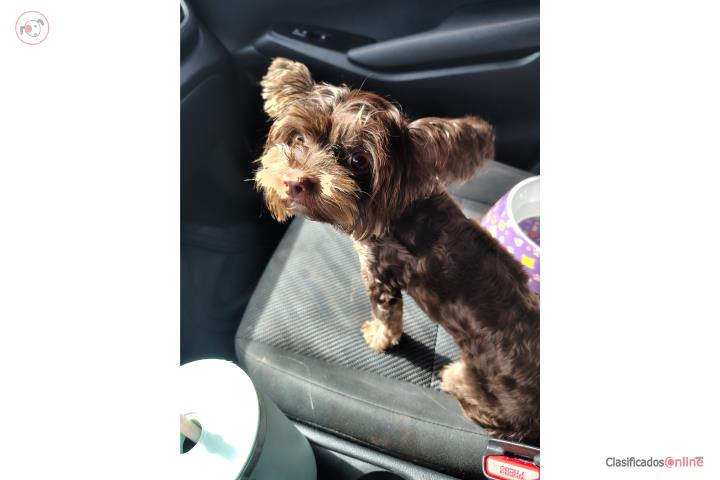 Yorkie Toy Puerto Rico