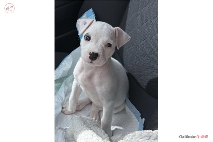 Se vende pitbull de 2 meses  Puerto Rico