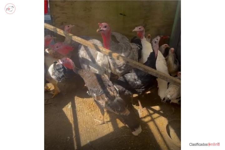 4 Pavos, 2 pavas