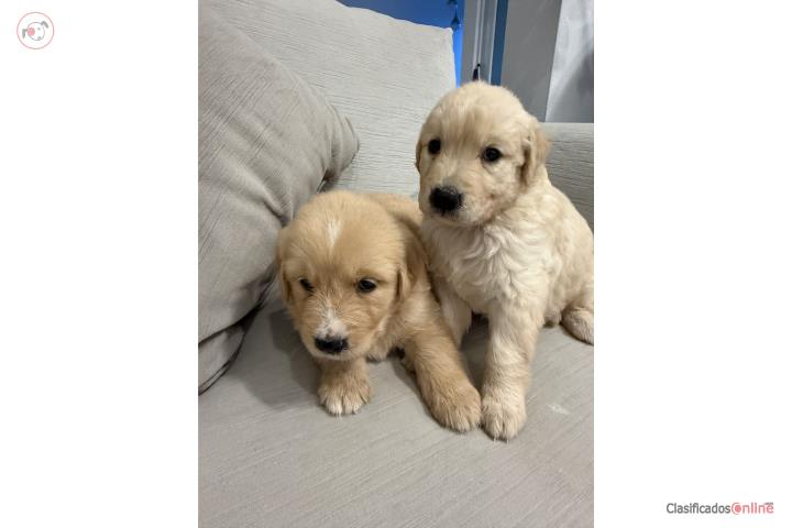 Golden Retriever Puerto Rico