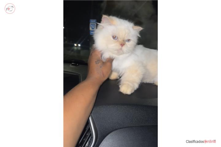 Gato persa 500 Puerto Rico