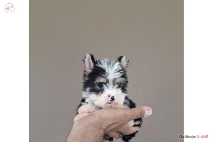 YORKIE PARTY COLOR MACHO Puerto Rico