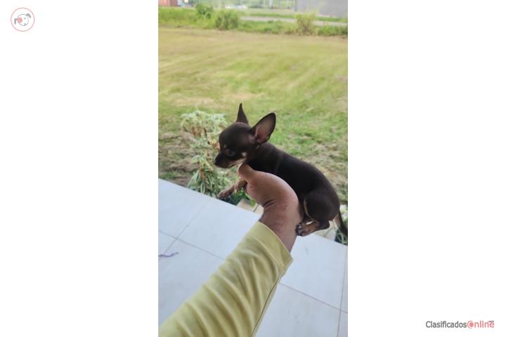 Chihuahua malo Puerto Rico