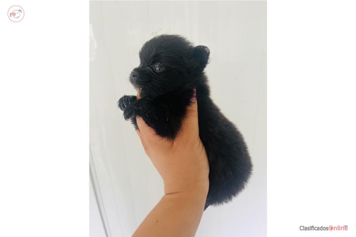 Pomeranian nena Puerto Rico