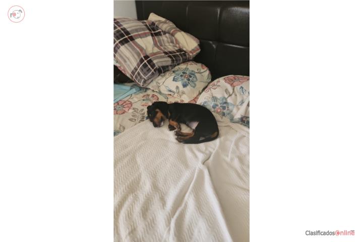 Perra Salchicha Dachshund  Puerto Rico