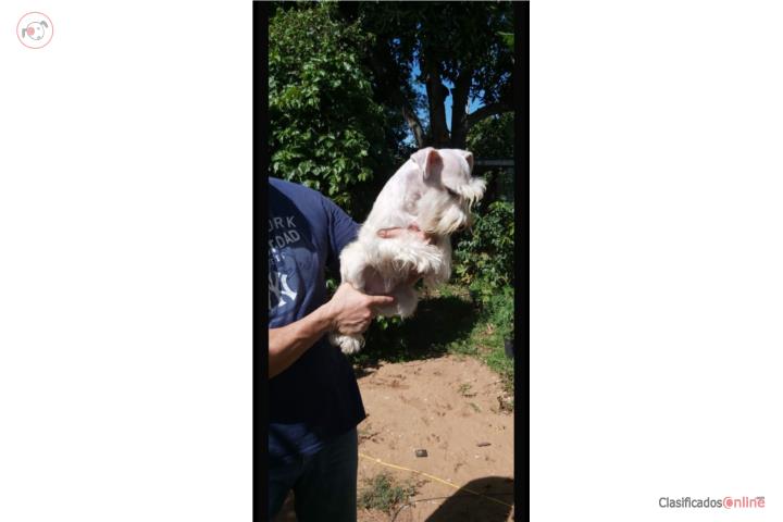 Schnauzer blanco Macho miniatura puro Puerto Rico