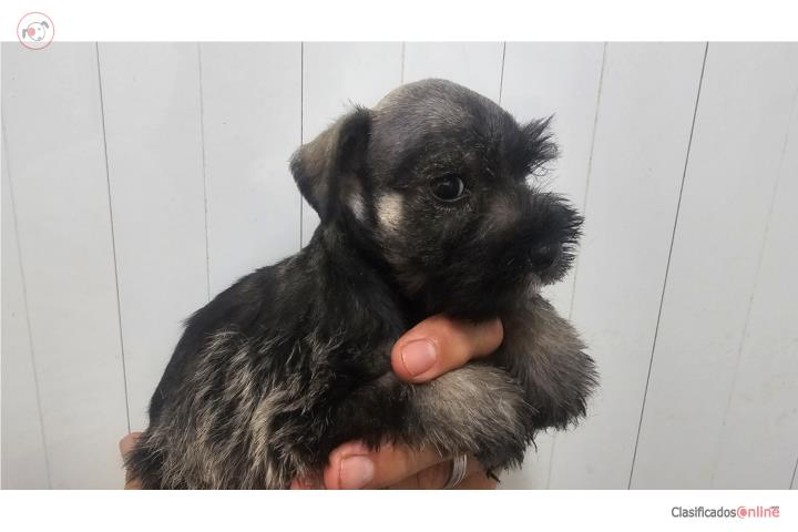 Schnauzer mini Hembra bien peq Puerto Rico