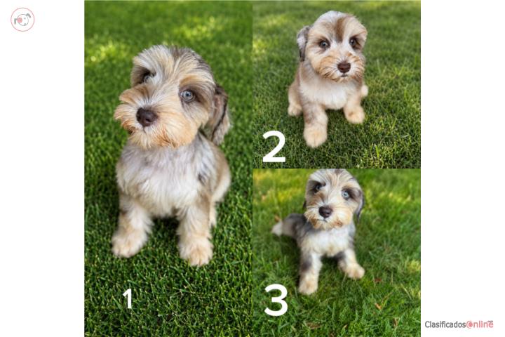 Schnauzer Merle Chocolate Puerto Rico
