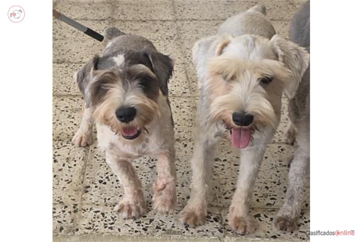 Mini Schnauzer  2 x 1 Puerto Rico