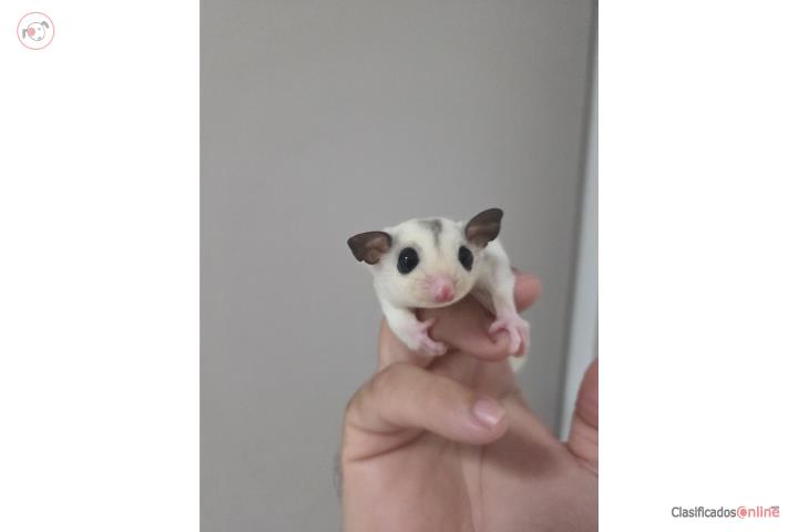 Sugar glider bebe macho mosaico  Puerto Rico