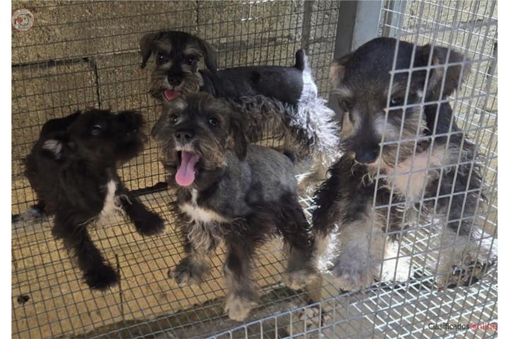 Schnauzer pequeño  Puerto Rico