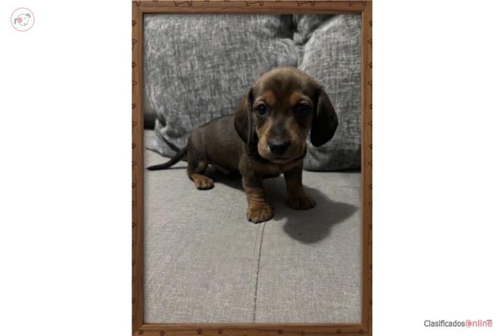 Salchichas Dachshund Puerto Rico