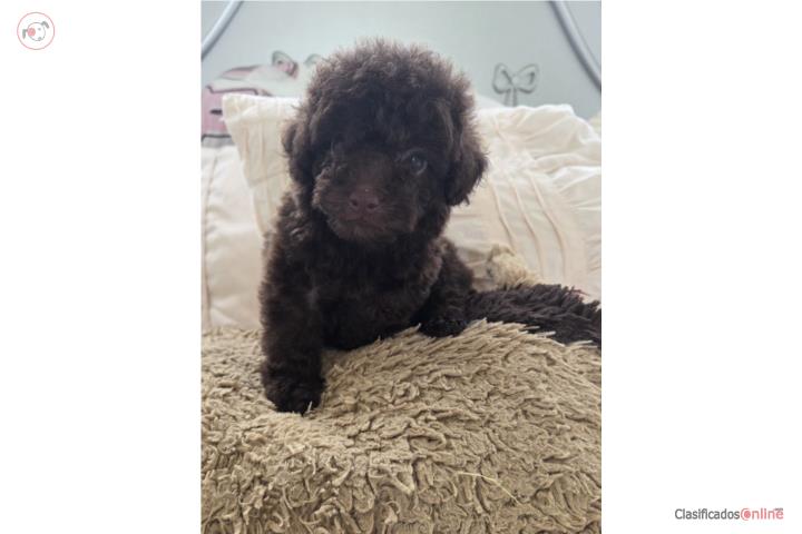 Toy Poodle Macho Chocolate Papeles AKC  Puerto Rico