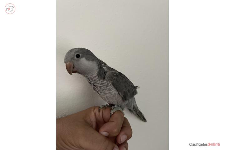 Cotorra Quaker Gris Puerto Rico