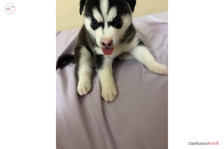Husky  Puerto Rico