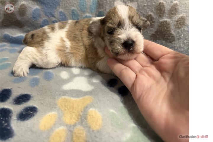 Schnauzer miniature Puerto Rico