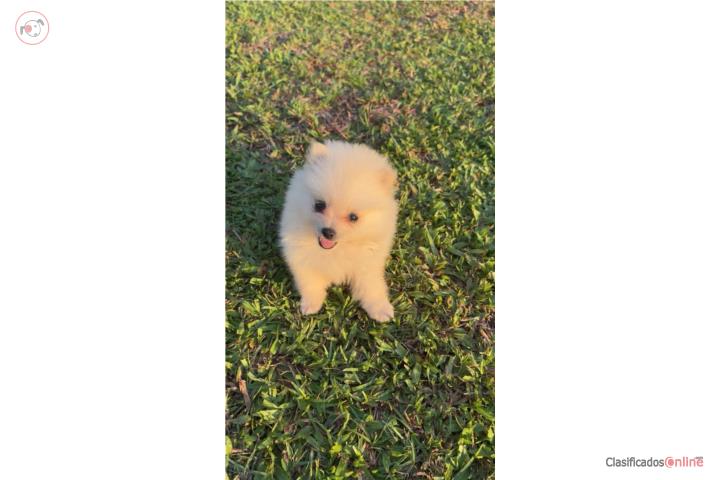 Pomerania hembra  Puerto Rico