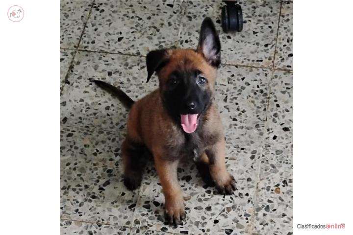 Pastores belga malinois  Puerto Rico