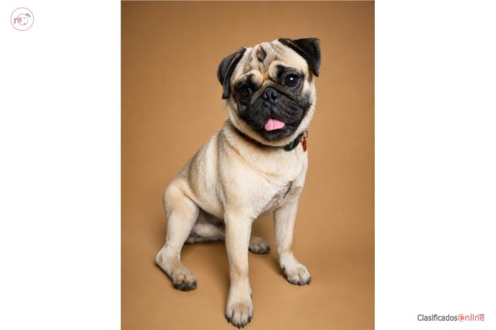 Pug  Puerto Rico