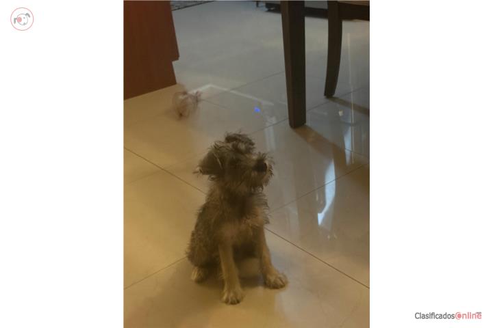 Mini Schnauzer Macho para la Venta en Comerío